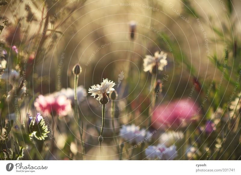 eintauchen Natur Sommer Blume Blüte Wildpflanze Wiese Feld berühren Blühend Duft leuchten träumen verblüht dehydrieren Wachstum hell schön trocken Wärme wild