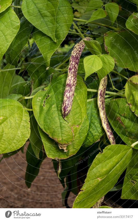 Violette und gelbe Drachenzungenbohnen Phaseolus vulgaris Gemüse Gesunde Ernährung Garten Natur Pflanze natürlich grün violett Bohnen gefleckt purpur Brechbohne