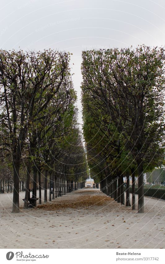 Bäume 13 Allee Straße Wege & Pfade geradlinig Zentralperspektive Außenaufnahme