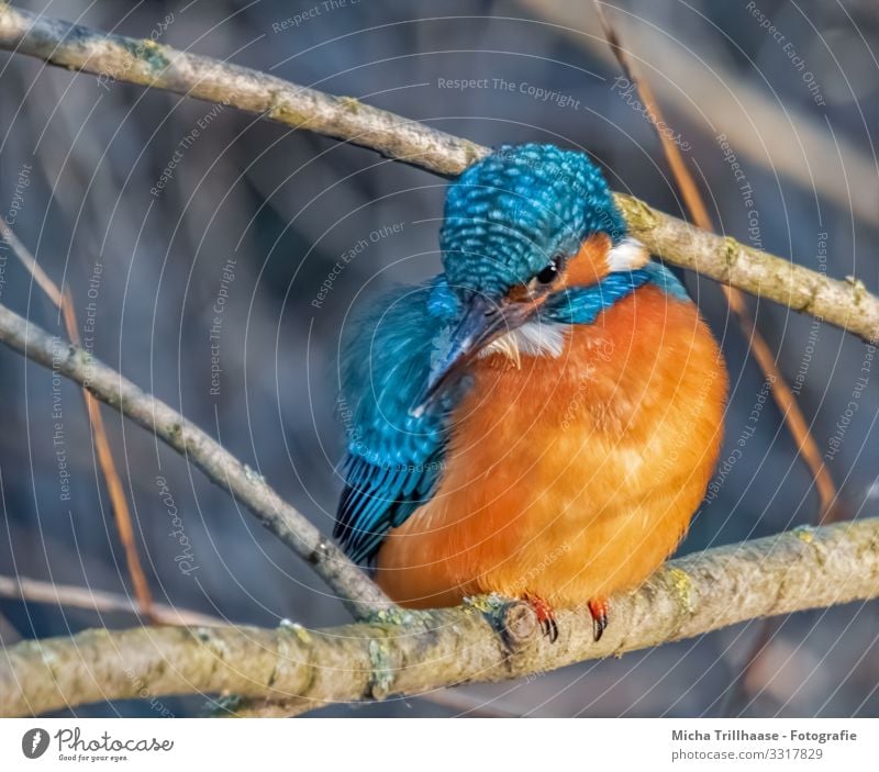 Eisvogel auf der Sitzwarte Umwelt Natur Tier Sonnenlicht Schönes Wetter Seeufer Flussufer Wildtier Vogel Tiergesicht Flügel Krallen Eisvögel Kopf Schnabel Auge