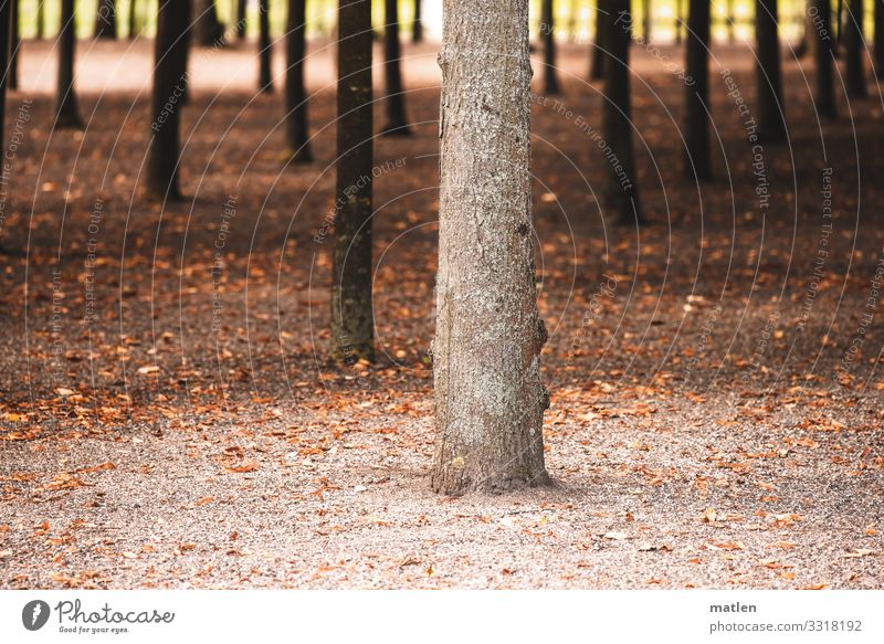 Standpunkt Pflanze Sand Sommer Baum Park Wäldchen braun Baumstamm Ordnung Standort Farbfoto Gedeckte Farben Außenaufnahme abstrakt Muster Strukturen & Formen