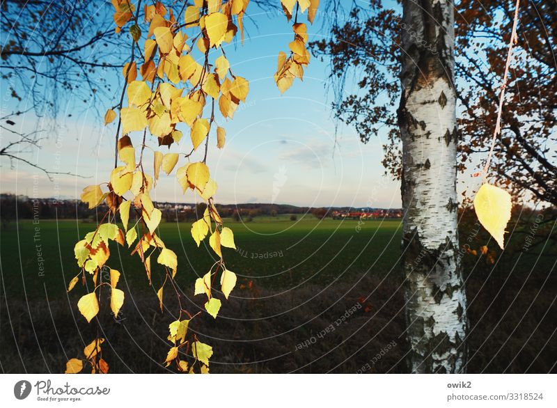 Goldregen Umwelt Natur Landschaft Pflanze Luft Himmel Wolken Horizont Herbst Schönes Wetter Wind Birke Birkenblätter Birkenrinde Baumstamm Feld Dorf Haus