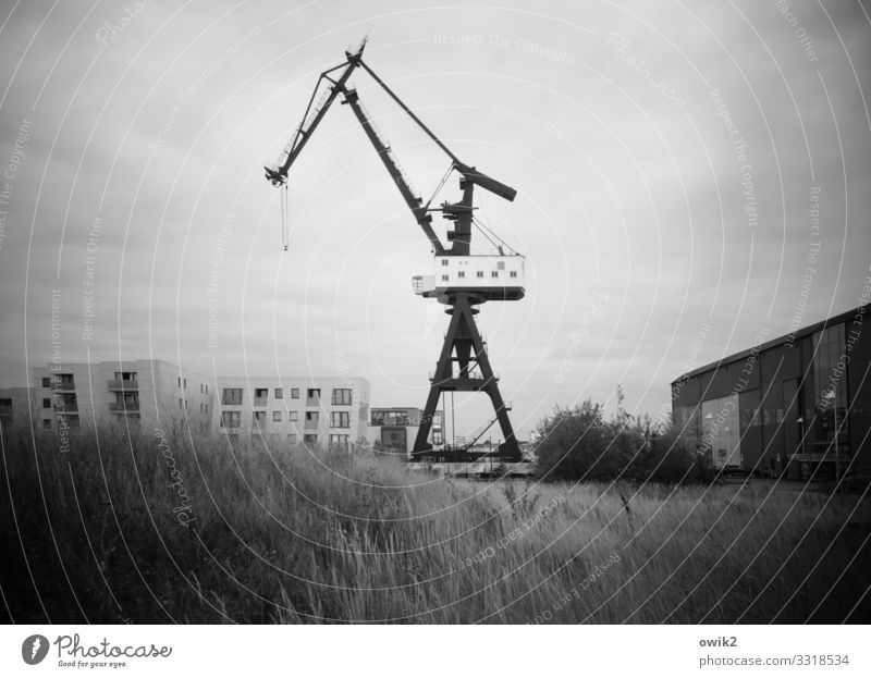 Kranberry Wolken Gras Sträucher Rostock Schiffswerft Werftkran Neptunwerft Gelände Stadt bevölkert Haus Industrieanlage Bauwerk Gebäude Mauer Wand Fenster