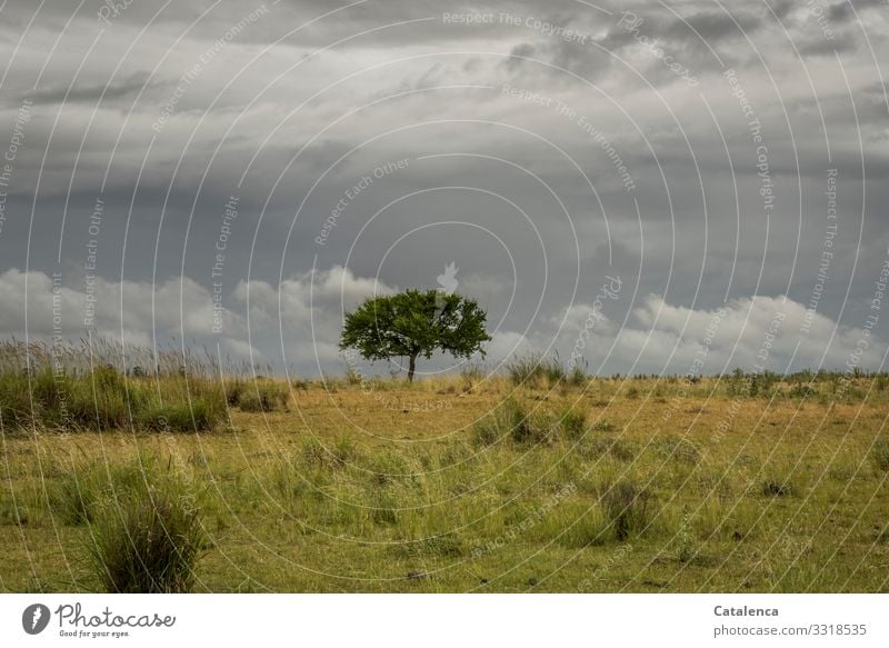 Einsamer Baum auf der Weide, Wolken bedecken den Himmel Natur Landschaft Pflanze Gewitterwolken Sommer schlechtes Wetter Gras Sträucher Wiese Pampa Steppe