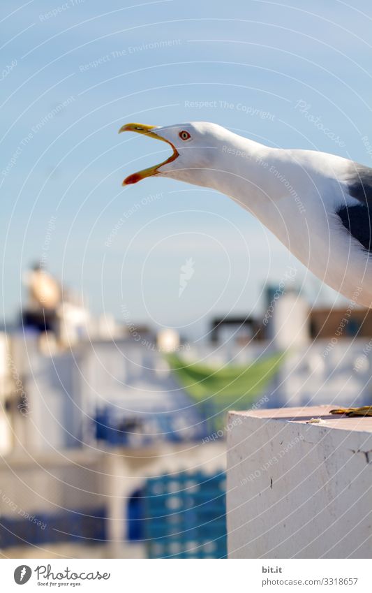 Schreihals l Möwe auf dem Dach Ferien & Urlaub & Reisen Ferne Freiheit Fischerdorf Haus Mauer Wand Tier Vogel schreien Aggression bedrohlich frech Neugier wild