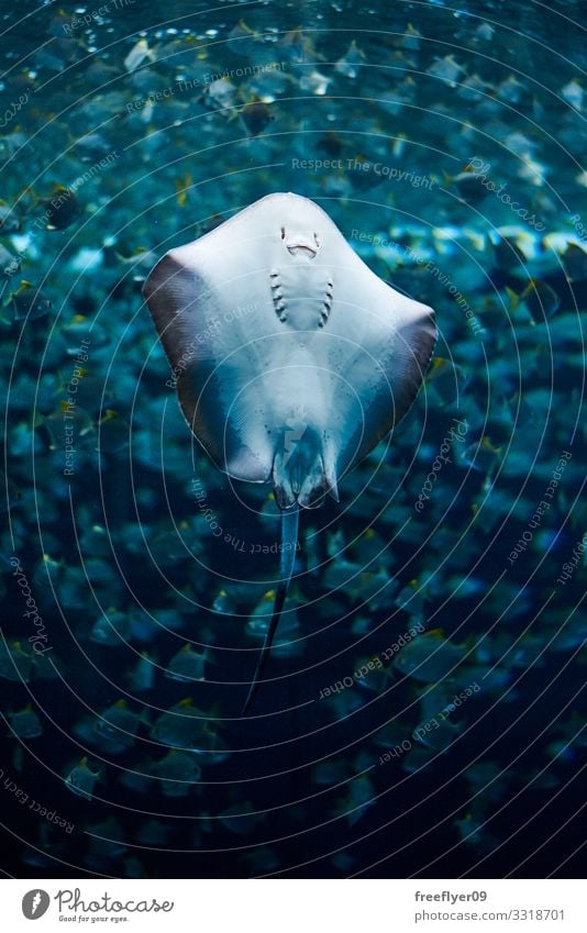 Stachelrochen von unten Leben Ferien & Urlaub & Reisen Ausflug Meer tauchen Zoo Umwelt Natur Tier Wasser Wildtier Haifisch Tiergesicht Aquarium 1 Tiergruppe