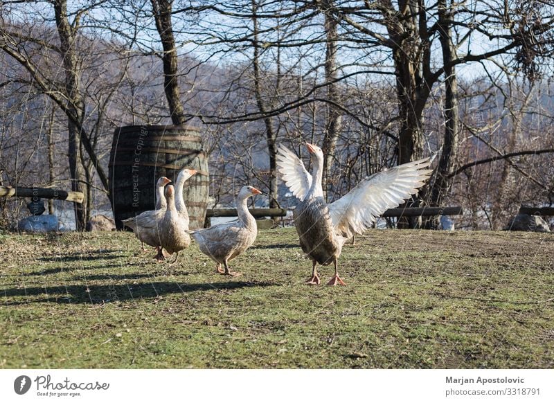 Gruppe von Gänsen auf einem Bauernhof Umwelt Nutztier Vogel Tiergruppe fliegen Gans Außenaufnahme Landleben Eigenanbau Hinterhof Gras rustikal ländlich Farbfoto