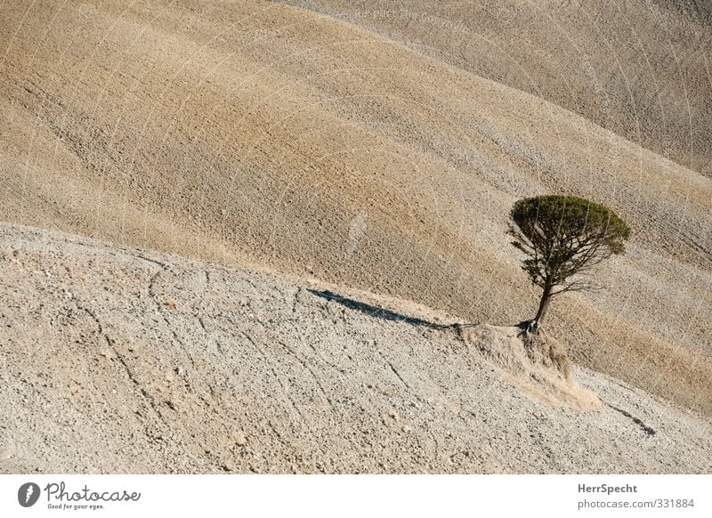 Standortnachteil Natur Landschaft Herbst Schönes Wetter Wärme Dürre Baum heiß trocken braun grau Ausdauer Einsamkeit leer Neigung Hanglage Berghang schiefe Bahn