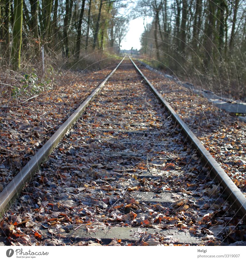 Bahnschienen, die perspektivisch zwischen Bäumen entlangführen Umwelt Natur Pflanze Baum Blatt Verkehrswege Schienenverkehr Gleise authentisch braun grau grün