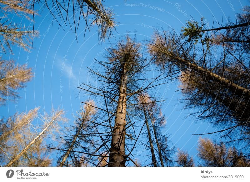 Baumsterben Klimawandel Natur Wolkenloser Himmel Schönes Wetter Fichtenwald Wald Deutschland dehydrieren authentisch natürlich trocken blau braun Sorge