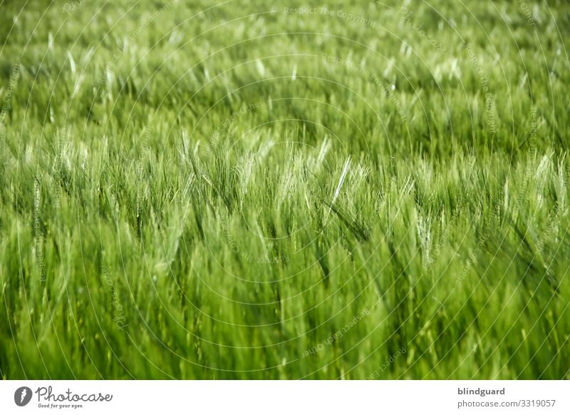 Bier in spe. Gerste auf einem Feld in freudiger Erwartung Gersten-Hopfen-Brause zu werden. Brot Nahrungsmittel Getreide Landwirtschaft Korn Ähren Pflanze Natur