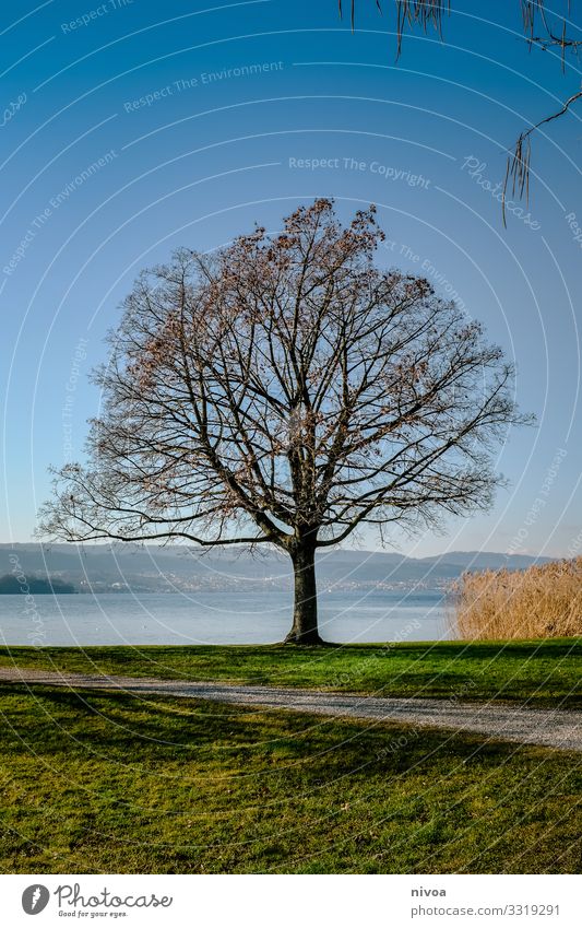 Baum am Zürichsee Frucht harmonisch Wohlgefühl Zufriedenheit Sinnesorgane Ferien & Urlaub & Reisen Ausflug Freiheit Winter Umwelt Natur Landschaft Himmel Wetter