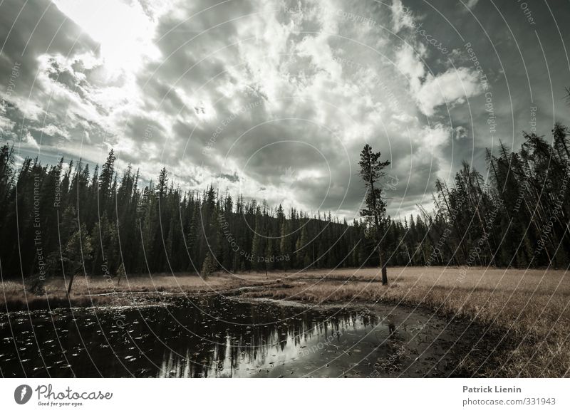 Rocky Mountain High Umwelt Natur Landschaft Pflanze Urelemente Luft Himmel Wolken Sonne Sonnenlicht Klima Klimawandel Wetter Schönes Wetter Wind Baum Wald