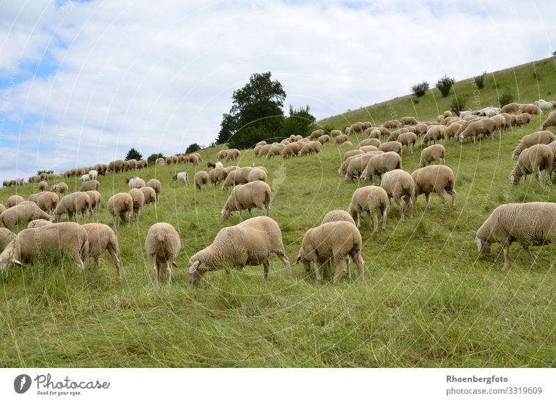 Schafherde Sommer Sommerurlaub Sonne Berge u. Gebirge wandern Landwirtschaft Forstwirtschaft Umwelt Natur Landschaft Pflanze Tier Erde Klima Klimawandel Wetter