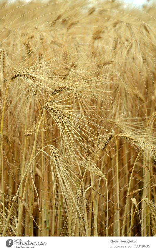 Getreidefeld Lebensmittel Brot Ernährung Gesunde Ernährung Fitness Arbeit & Erwerbstätigkeit Landwirtschaft Forstwirtschaft Umwelt Natur Landschaft Pflanze Erde