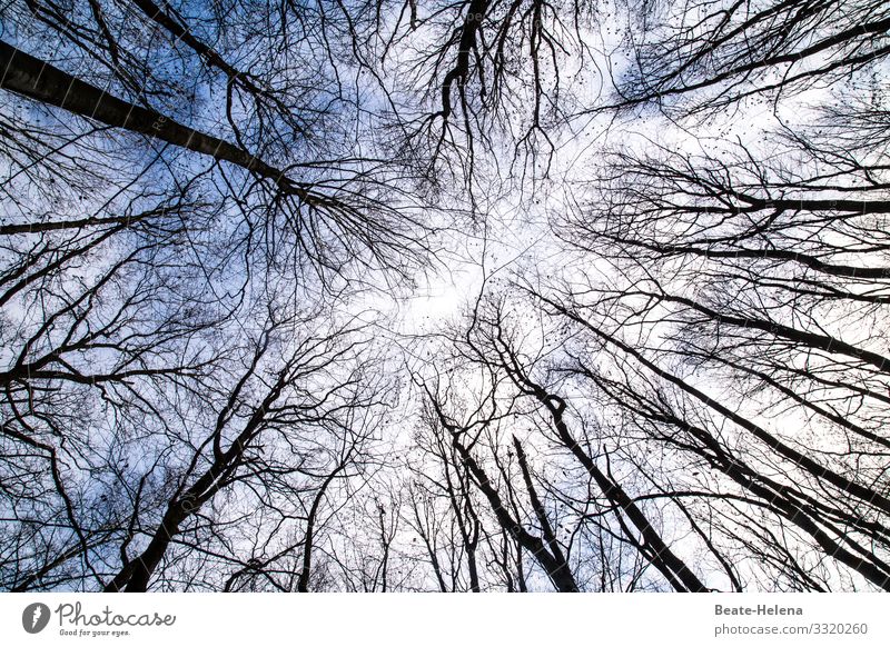 Herbstlich(t): Baumwipfel im Kreis herbstlich Herbstlicht Wald kahl Zentrum Himmel oben Außenaufnahme Menschenleer Licht Pflanze Natur Tag Sonnenlicht