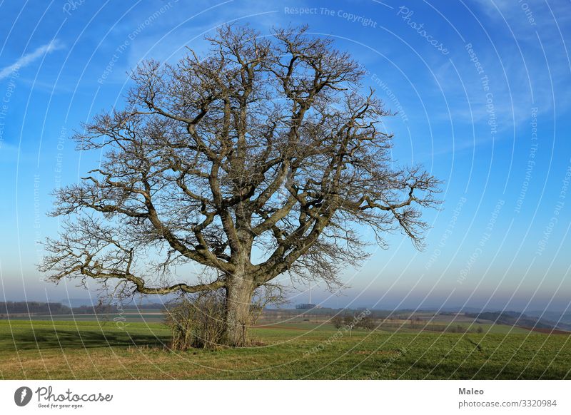 Winterlandschaft in Mitteleuropa. Ungewöhnlich warmer Winter. Wetter außergewöhnlich schön Klima kalt Frühling Wirbelsturm Europa Frost Wärme Klimawandel