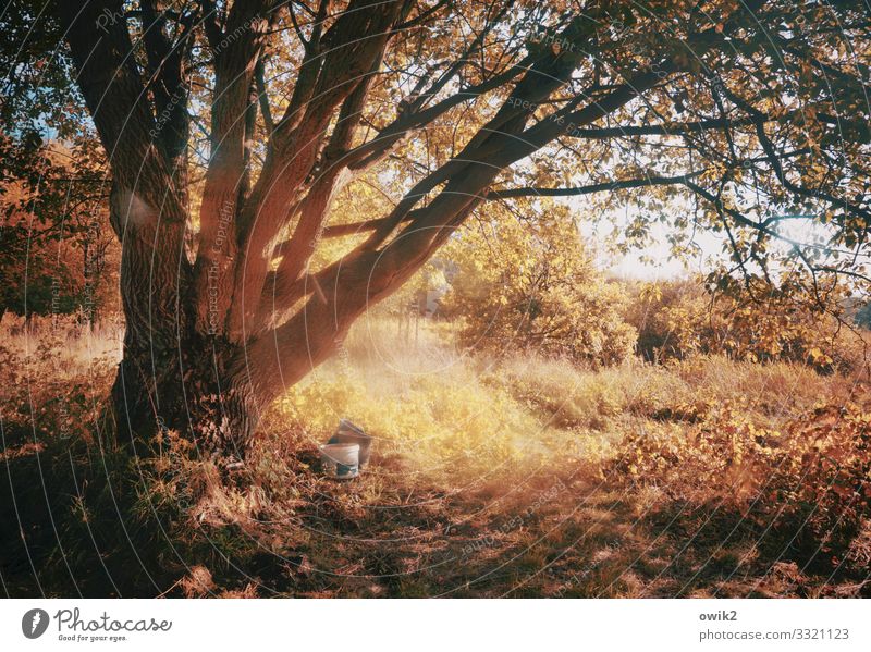 Alles bunt malt der Herbst Umwelt Natur Landschaft Pflanze Schönes Wetter Baum Gras Sträucher Ast Zweig Farbeimer entsorgt Müll Müllentsorgung achtlos Holz