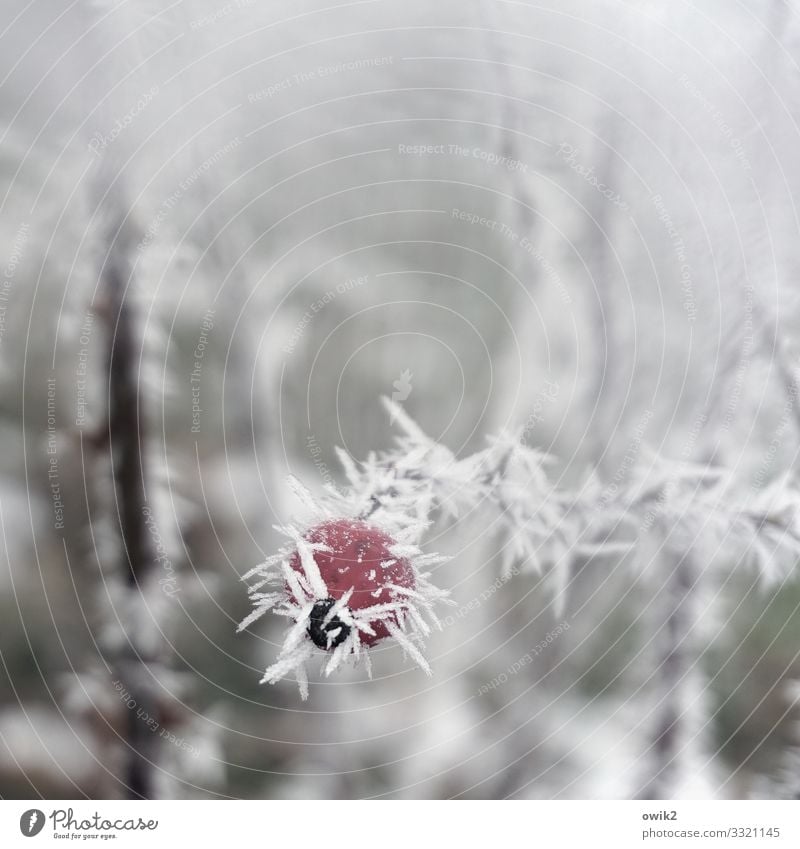 Vereist Umwelt Natur Pflanze Winter Schönes Wetter Eis Frost Sträucher Hagebutten Hundsrose kalt klein Spitze stachelig Eiskristall Farbfoto Gedeckte Farben