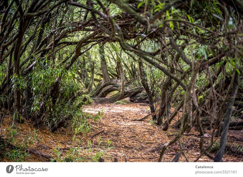 Weg durch dichte Vegetation Natur Pflanze Gestrüpp Stämme Äste Blatt Büsche Urwald Wald Endemische Vegetation Erde Tag Tageslicht Umwelt Flora Grün Braun