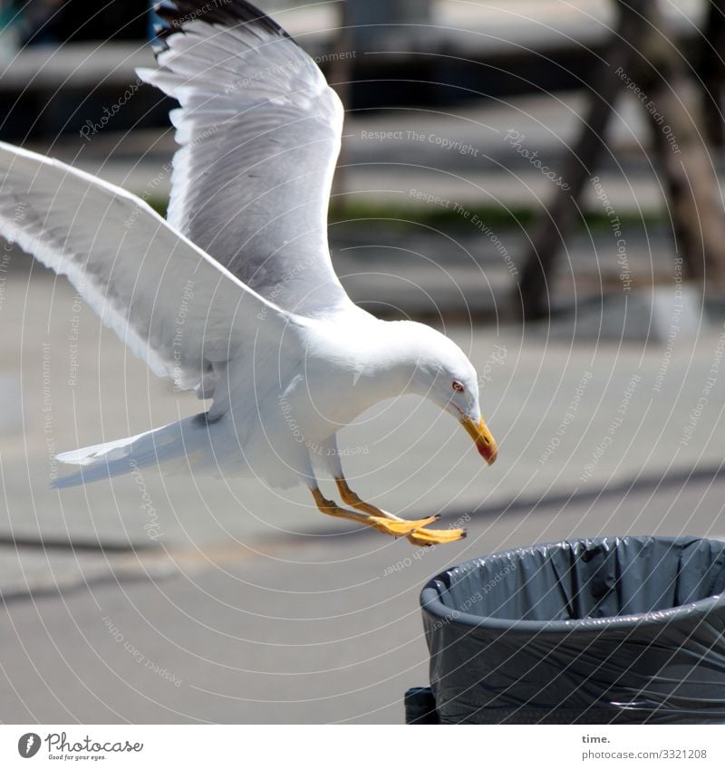 hier riecht's doch nach ... happy hour Vogelperspektive überraschung ungewöhnlich weiß rund struktur muster rätsel mülleimer plastiktüte möwe nahrungssuche