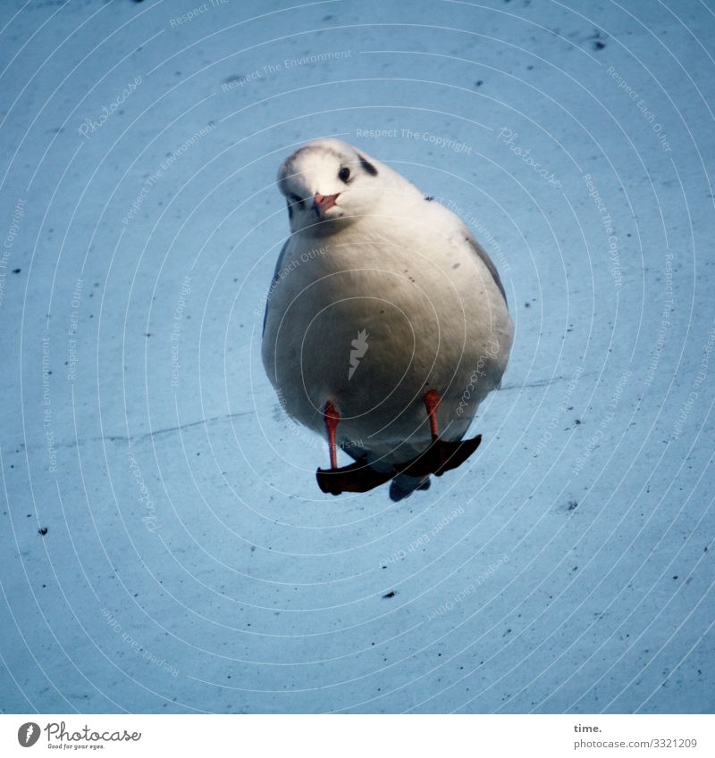 vertieftes Interesse | abgehoben Himmel Schönes Wetter Tier Vogel Möwe 1 Glasscheibe dreckig beobachten stehen Wachsamkeit Ausdauer standhaft Neugier