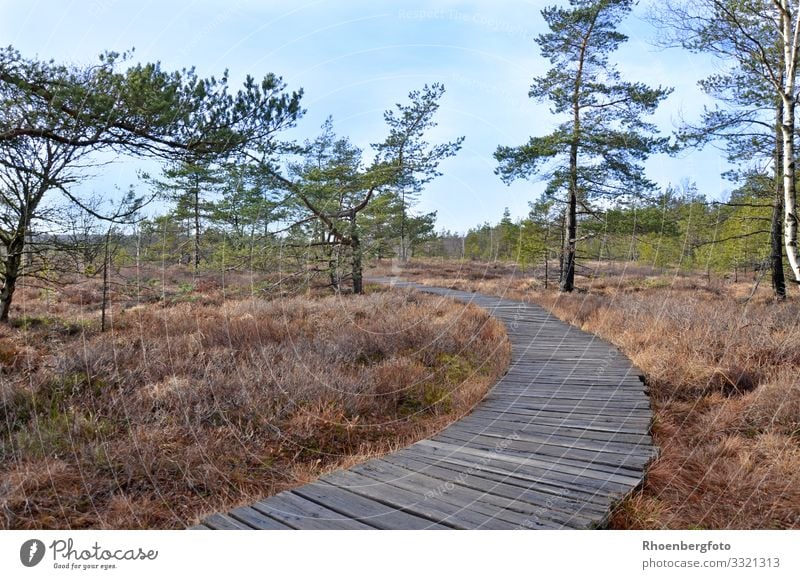 Holzpfad in einer Moorlandschaft Umwelt Natur Landschaft Pflanze Tier Urelemente Erde Luft Wasser Himmel Herbst Klima Klimawandel Wetter Schönes Wetter Dürre