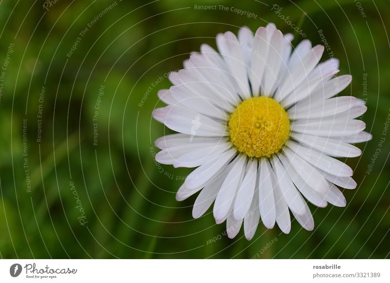 Gänseblümchen | Symmetrie Blume Wiese Blümchen Gänseblume Blütenblatt Blütenblätter blühen Sommer Frühling Frühlingsgefühle draußen Natur natürlich schön hübsch