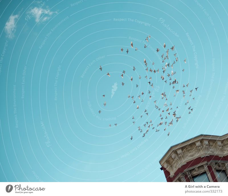 fleeing Harlem Himmel Wolken Sommer Schönes Wetter Vogel Schwarm fliegen blau Freiheit Froschperspektive oben Zusammensein frei Stuck Gedeckte Farben