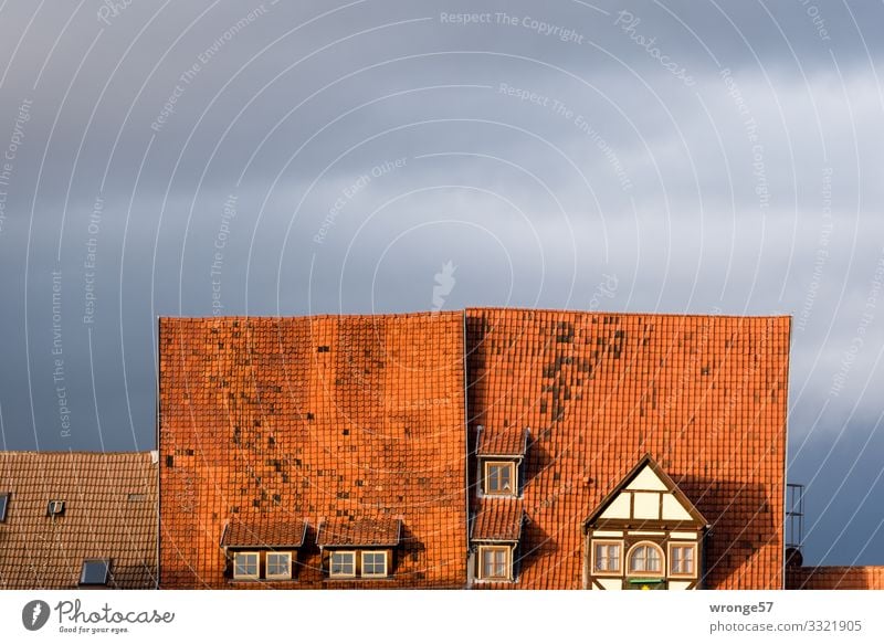 Quedlinburger Dächer Haus Fachwerkhaus Fenster Dach alt schön Stadt grau rot Häusliches Leben Ziegeldach ziegelrot Altstadt Weltkulturerbe Dachfenster Dachgaube