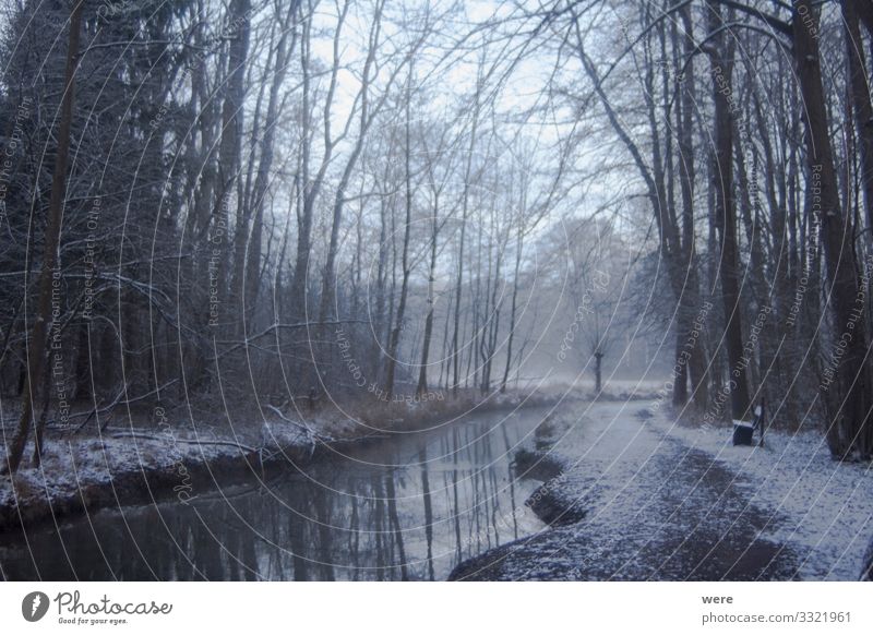 Sunrise on a creek in the woods Natur kalt backlight branches copy space flares forest landscape lonely morning morning sun nobody quiet scene scenery sunbeam