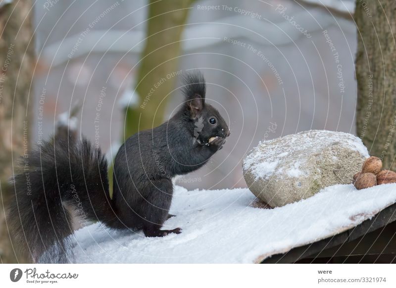 European brown squirrel in winter coatl looking for nuts Natur Tier Wildtier Eichhörnchen 1 weich animal branch branches copy space cuddly cuddly soft cute