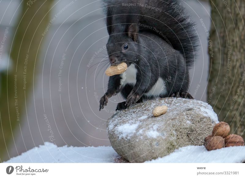 European brown squirrel in winter coatl looking for nuts Natur Tier Wildtier Eichhörnchen 1 weich animal branch branches copy space cuddly cuddly soft cute