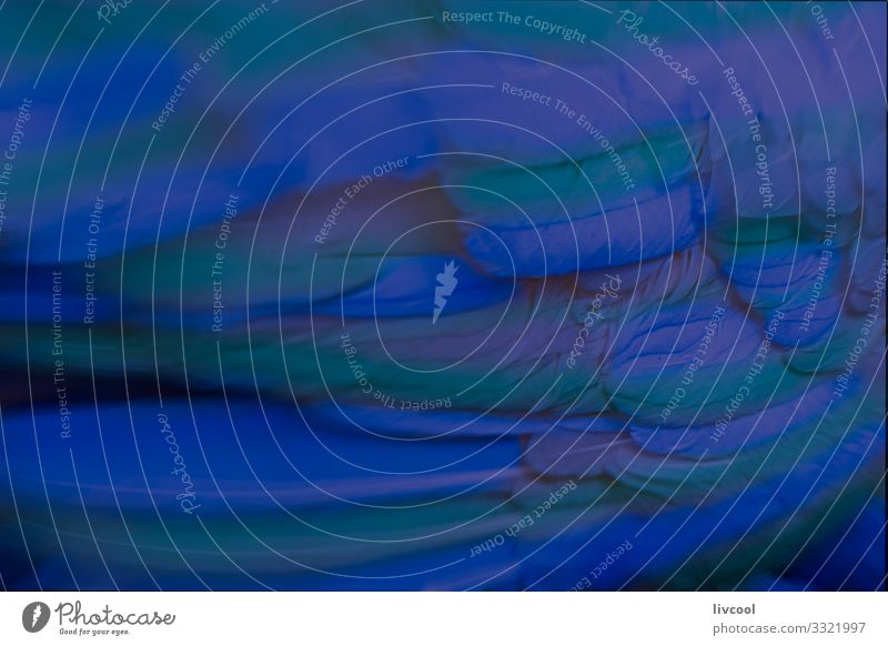 blaue und grüne Federn schön Natur Tier Wildtier Vogel Linie authentisch außergewöhnlich Coolness dunkel fantastisch frei einzigartig niedlich wild Freiheit