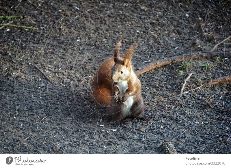 Futtersuche Umwelt Natur Tier Urelemente Erde Sand Winter Wald Wildtier Tiergesicht Fell 1 frei hell klein nah natürlich weich braun weiß Eichhörnchen