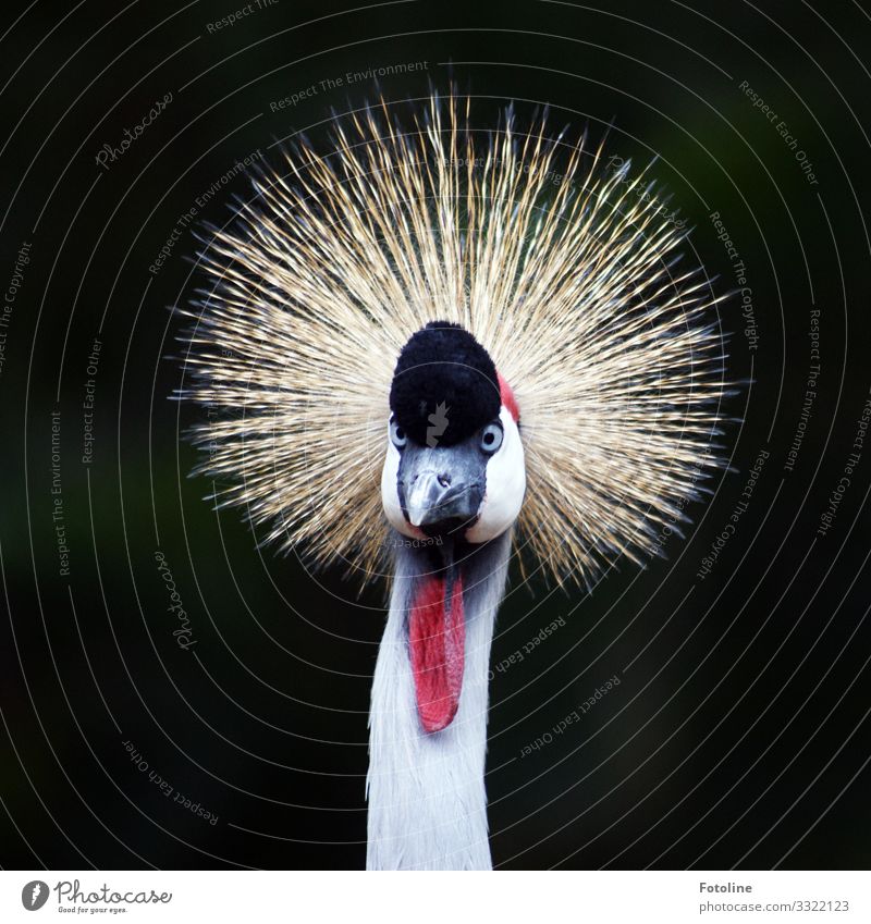 Neue Frisur? Tier Wildtier Vogel 1 hell nah natürlich Neugier schön rot schwarz weiß Kronenkranich Kranich Schnabel Hals Auge Farbfoto mehrfarbig Außenaufnahme