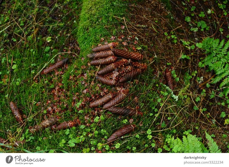 Wald Boden Tannen Zapfen wandern Umwelt Natur Landschaft Pflanze Erde Herbst Winter Regen Moos Blatt Arbeit & Erwerbstätigkeit atmen beobachten Duft alt