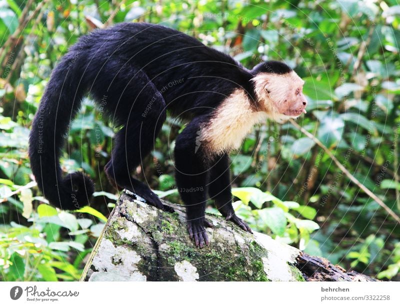 bääähhhhhhh Costa Rica Urwald Ferien & Urlaub & Reisen Natur Ausflug Abenteuer Tourismus Freiheit Ferne Tag Sonnenlicht Tier Wildtier Affen Kapuzineraffen