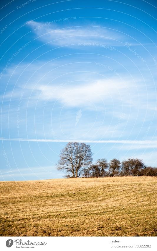 landschaft mit feld und baumgruppe. Feld Landschaft Baum Baumgruppe Himmel Natur Wiese grün Wolken blau Außenaufnahme Gras Farbfoto Textfreiraum oben Umwelt