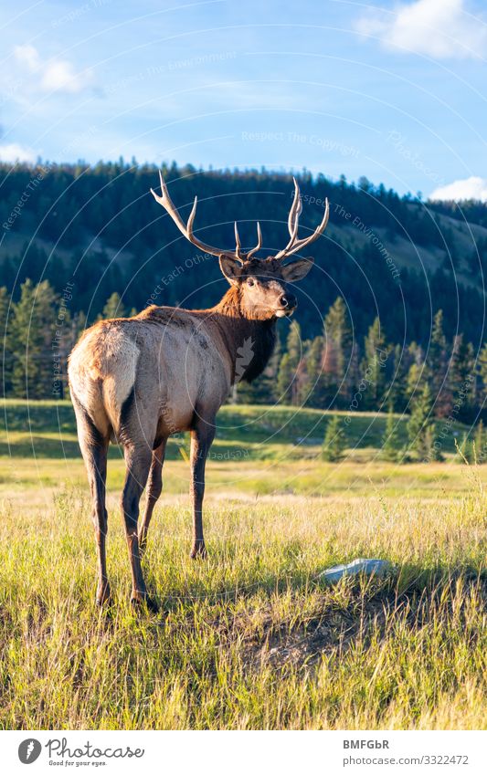 Fotografierst du meinen Hintern? Umwelt Natur Landschaft Tier Wiese Wald Wildtier Hirsche Wapiti-Hirsche 1 Begeisterung selbstbewußt Coolness Kraft Tierliebe