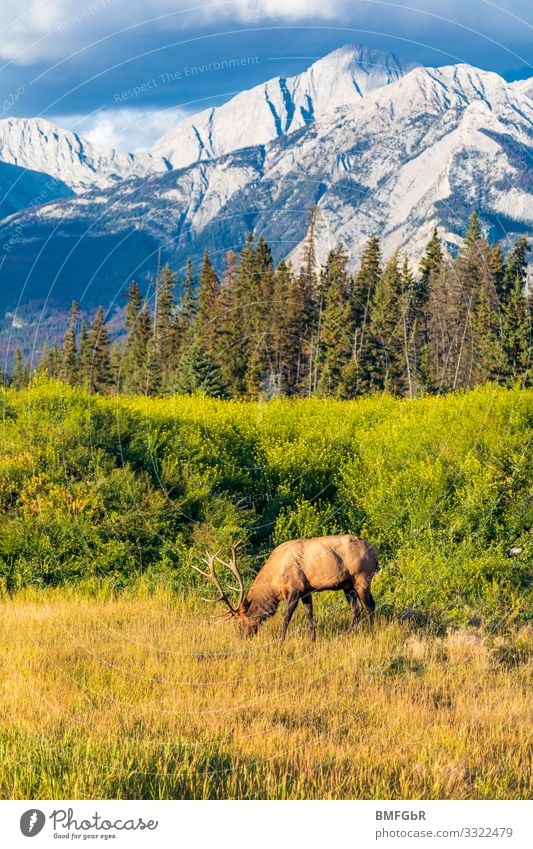 Wapiti Hirsch vor traumhafter Bergkulisse Jagd Ferien & Urlaub & Reisen Tourismus Abenteuer Berge u. Gebirge wandern Umwelt Natur Landschaft Pflanze Tier Baum