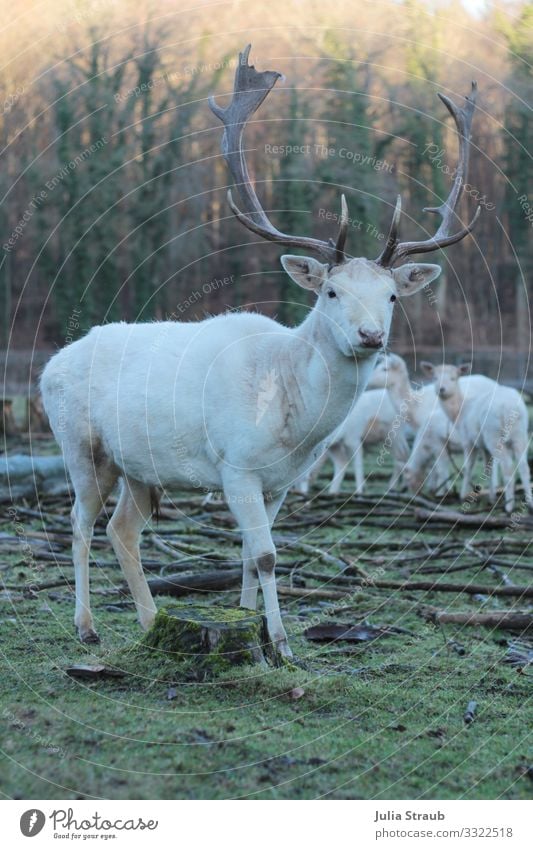 Albino Hirsch Wald Natur Winter Moos Park Tier Wildtier Hirsche Reh Wildpark Herde Blick stehen groß Neugier braun grün weiß einzigartig Freiheit Farbfoto