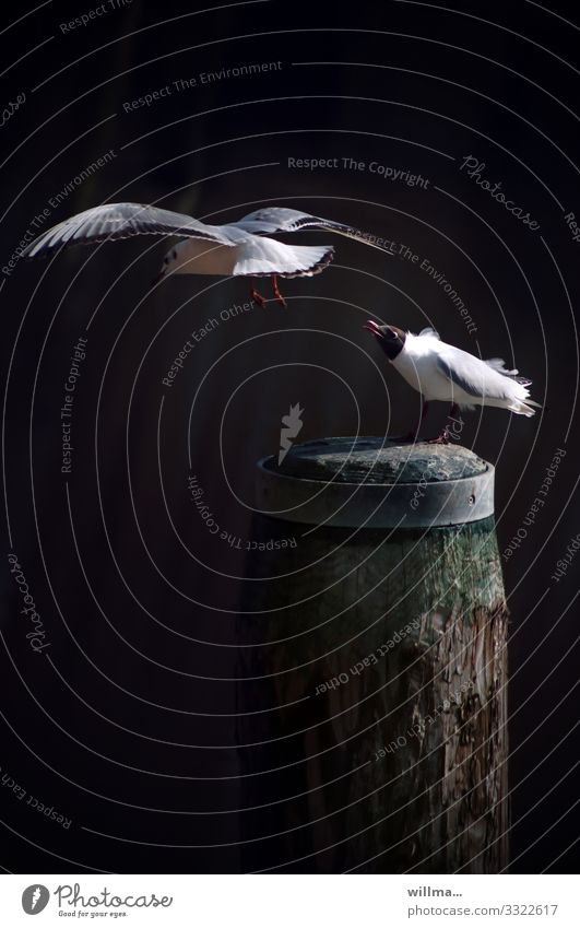 Der Voyeur Möwe Lachmöwe 2 Tierpaar fliegen stehen beobachten staunen Neugier verlassen Poller Dalben Pfosten Holzpfahl Hafen Husum Fluglehrer