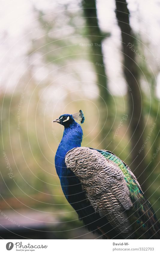 Pfau - stolz trotz geschlossenem Pfederkleid sitzt sitzen Mauer ruhe verlassen Tier Vogel einsam alleine beobachten Park Zoo detail Detailaufnahme Bäume