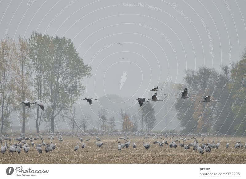 Überflieger Umwelt Natur Landschaft Tier schlechtes Wetter Feld Vogel Tiergruppe Schwarm blau grau Kranich fliegend Herbst Storchendorf Linum Rastplatz Farbfoto