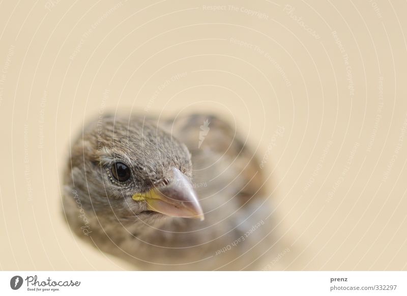 Der frühe Vogel Umwelt Natur Tier Wildtier 1 braun grau Spatz Blick Farbfoto Außenaufnahme Menschenleer Textfreiraum oben Morgen Schwache Tiefenschärfe