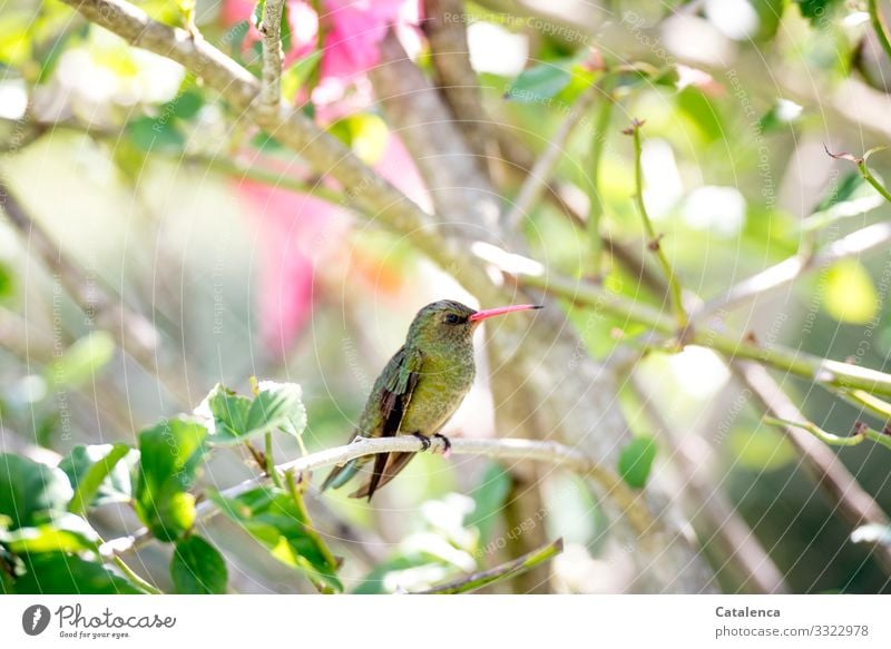 Ein kleiner, grüner Kolibri sitzt auf seinem Hibiskuszweig und hält Wache Natur Flora Fauna Tier Vogel Pflanze Malvengewächse Blatt Zweig Blüten duften blühen