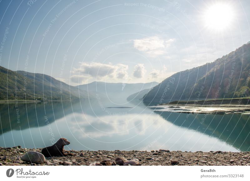 Hund am Strand des Sees in der Nähe von Bergen und Wald in Georgia Erholung Ferien & Urlaub & Reisen Tourismus Ausflug Sommer Sonne Berge u. Gebirge Natur