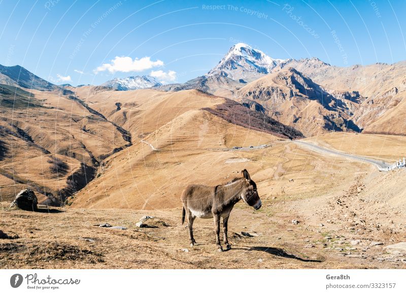 Esel an der Klippe mit schneebedecktem Gipfel in Georgien Tourismus Ausflug Schnee Berge u. Gebirge Natur Landschaft Pflanze Tier Herbst Gras Felsen Straße