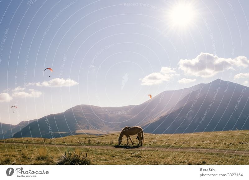 Pferd am Berg und Fallschirmspringer am Himmel in Georgien Ferien & Urlaub & Reisen Tourismus Ausflug Sonne Berge u. Gebirge Sport Natur Landschaft Pflanze Tier